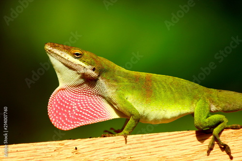 green anole