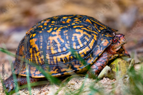 Eastern box turtle