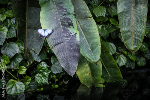 Common/blue morpho (morpho peleides) perched on a green vegetation above body of water photo