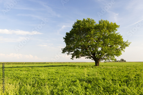 beautiful oak tree