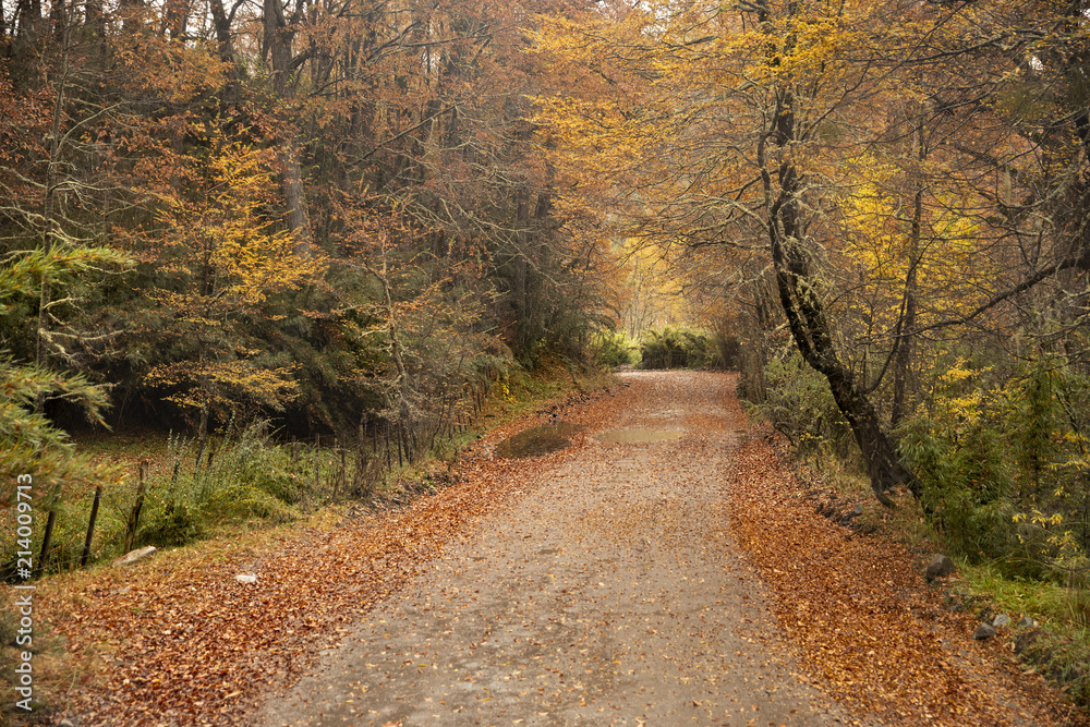Obraz premium Otoño en el camino de 7 lagos, Parque nacional Lanin, Neuquen, Argentina.