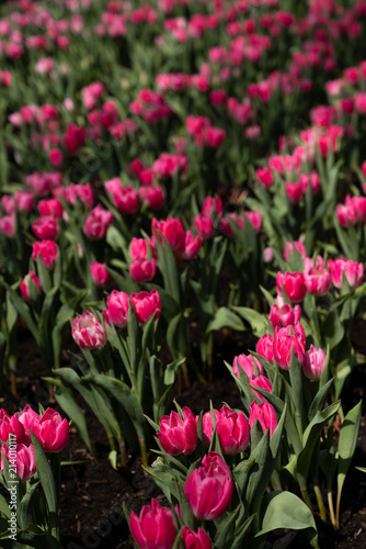 Pink and Red Tulips lined up in a row