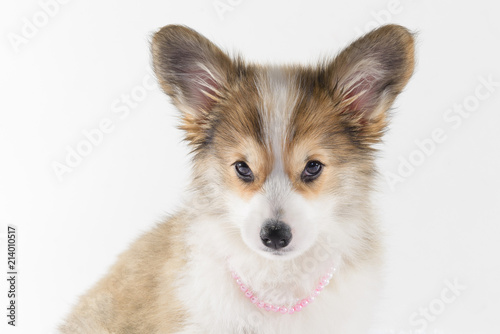 welsh corgi puppy face on white background