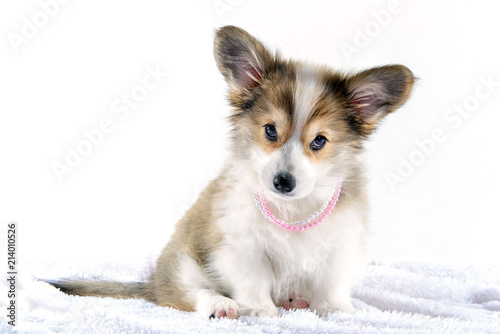 Fototapeta Naklejka Na Ścianę i Meble -  cute puppy wearing pink necklace on white background
