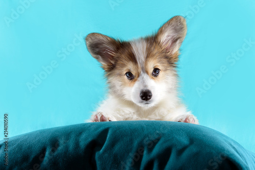 Fototapeta Naklejka Na Ścianę i Meble -  cute puppy on a pillow with turquoise background