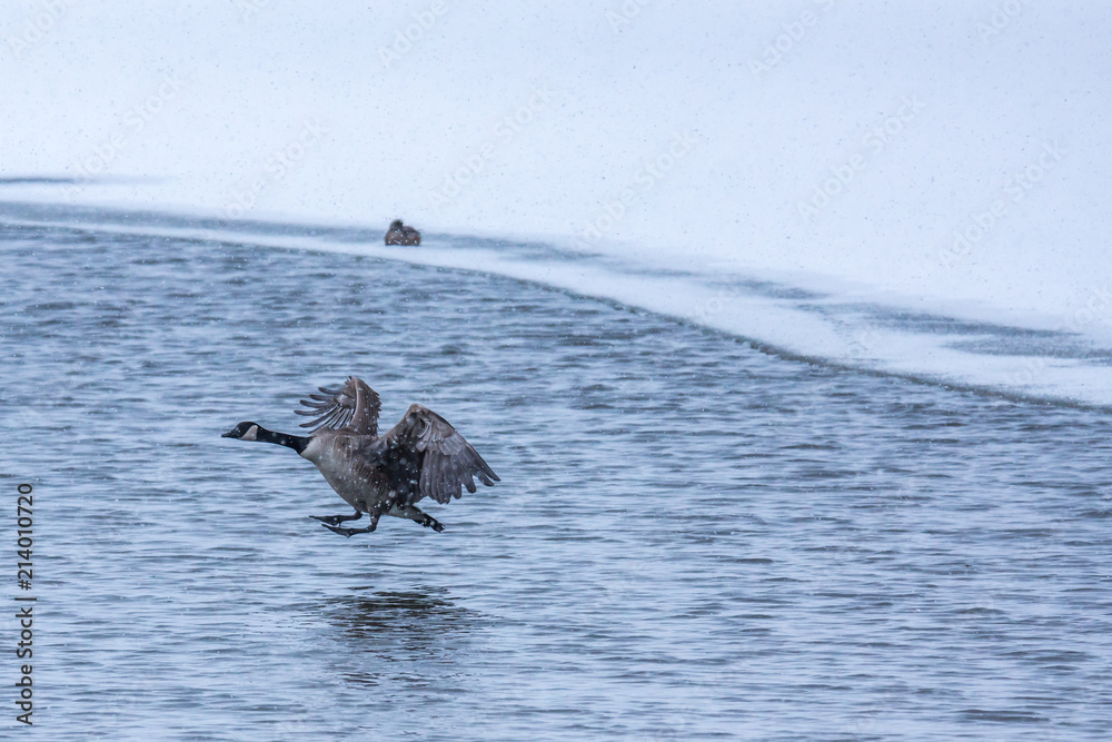 Fototapeta premium Canada Goose in flight 