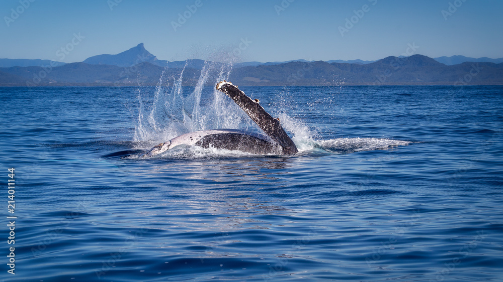 Fototapeta premium Humpback whale splashing at the surface of the ocean near Byron bay