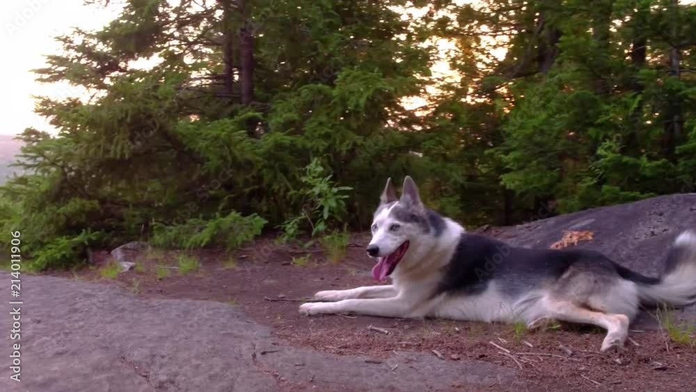 Alaskan Husky dog laying down on a boreal forest's mountain top Alaskan Husky dog laying down on a boreal forest's mountain top