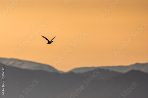 Bird in flight during sunset 