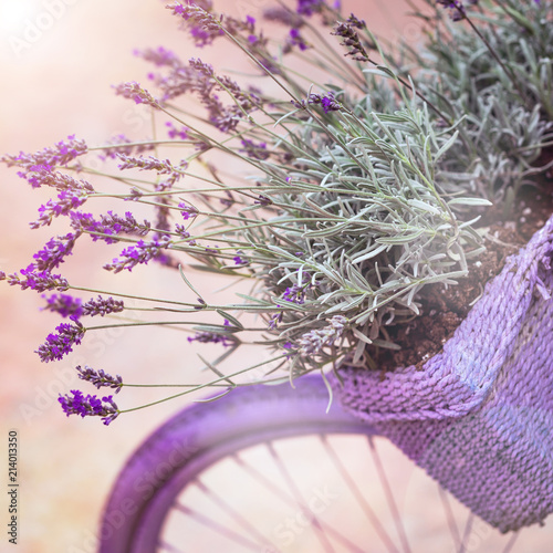 Fototapeta Naklejka Na Ścianę i Meble -  Purple Bicycle with Lavender Flowers in a Basket. Photo in retro style. Toned image. Selective focus.