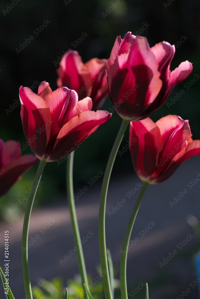 Four tulips. Abstract background.