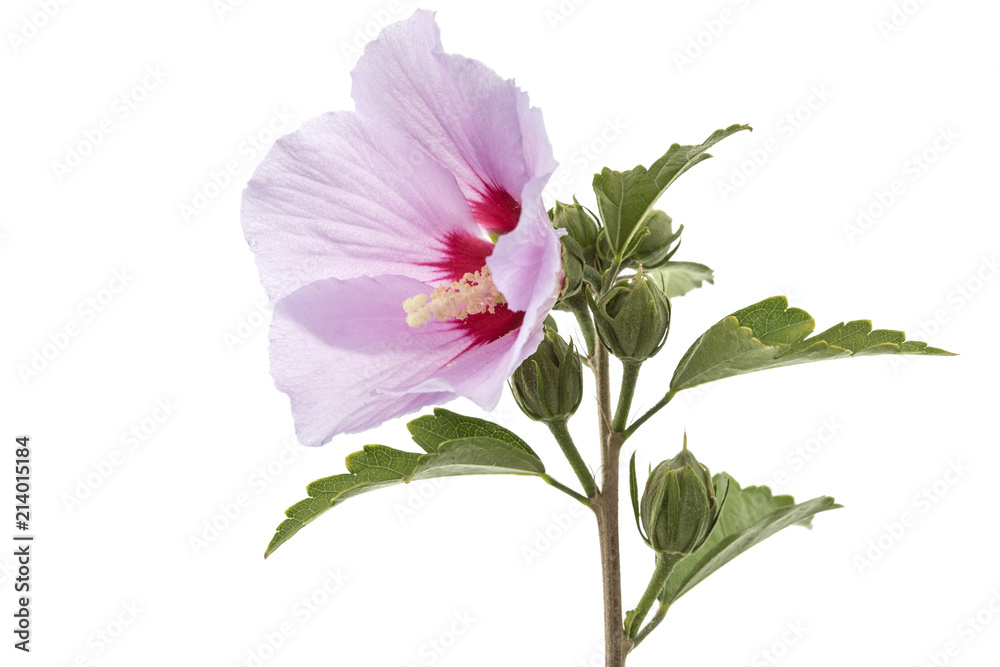 Flower of hibiscus, isolated on white background