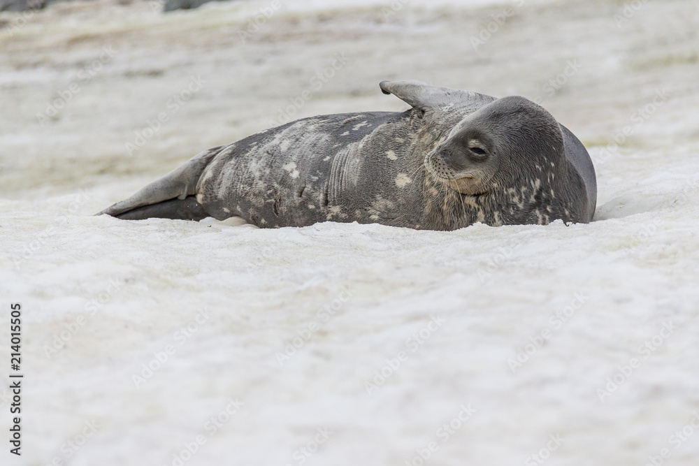 Fototapeta premium Weddell seal moving