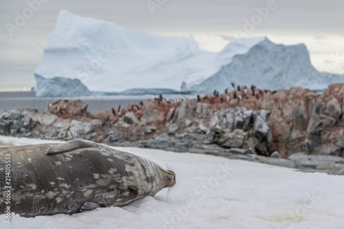 Weddell seal on ice (2)