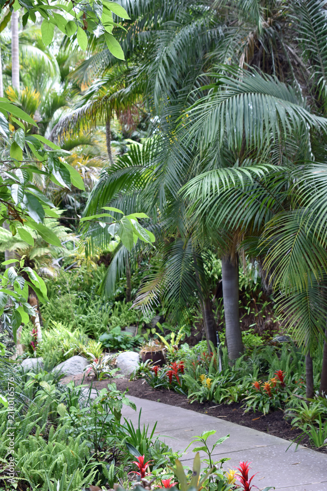 Pathway through Rainforest #4