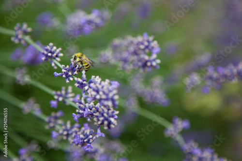 Bee with Lavender 3