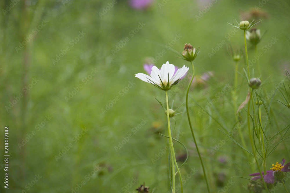 Blooming cosmos