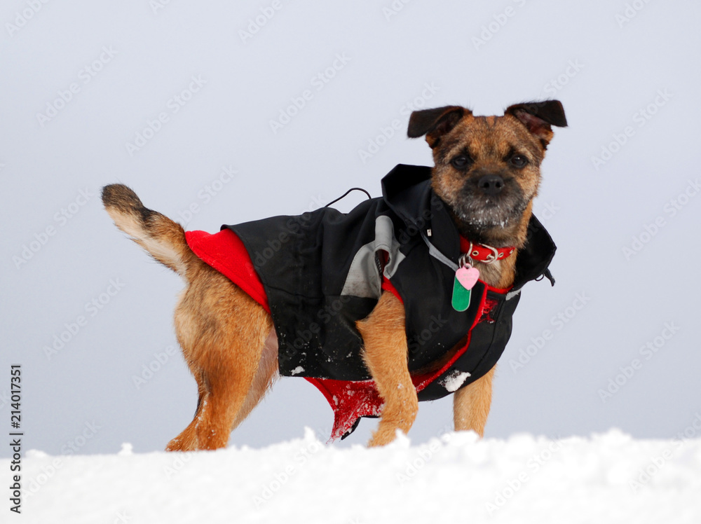 Border Terrier with outdoor coat Border Terrier with outdoor coat
