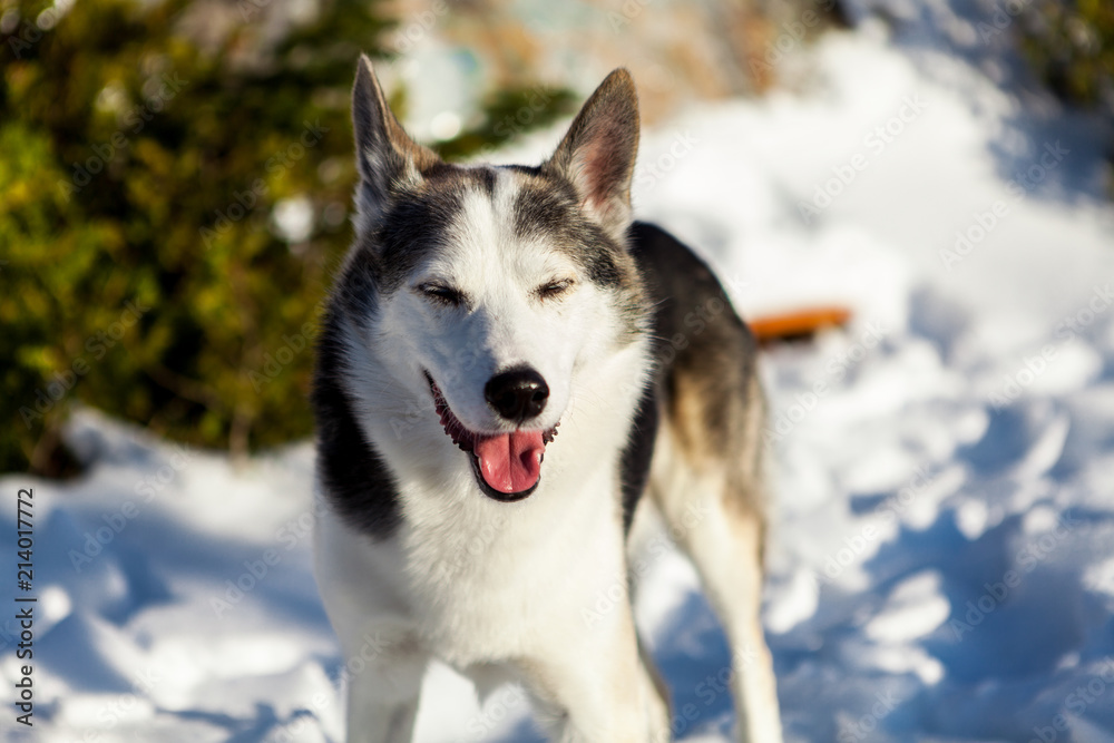 Alaskan husky dogs looks very happy, out on a sunny winter day