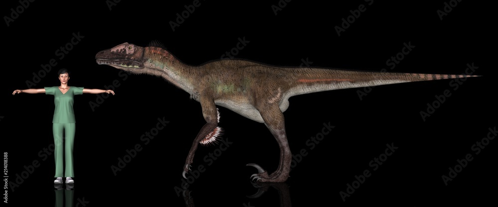 Fototapeta premium Mapa skali dinozaurów, Utaraptor