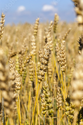 Grain field © rsooll