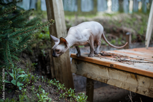 Sphynx cat exploring the wilderness for the first time © Valmedia