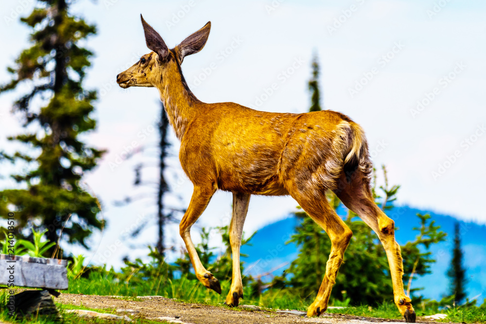 Obraz premium Black Tailed Deer in the high Alpine of Tod Mountain in the Shuswap Highlands of British Columbia, Canada
