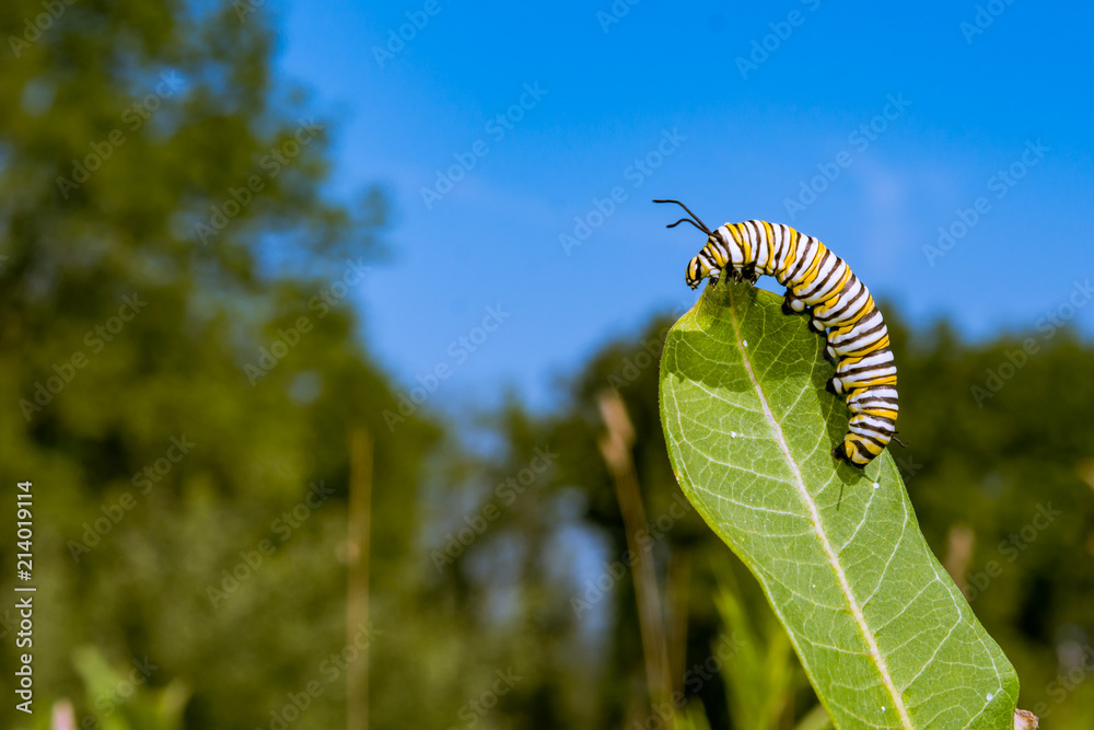 Obraz premium Monarch Caterpillar (Danaus plexippus)