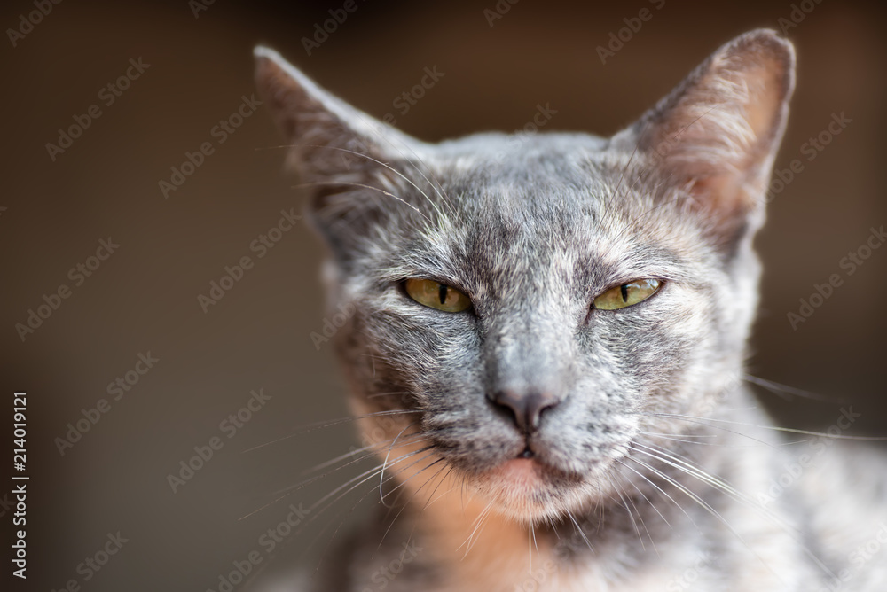 Portrait of gray cat face looking at camera, cute pet at home