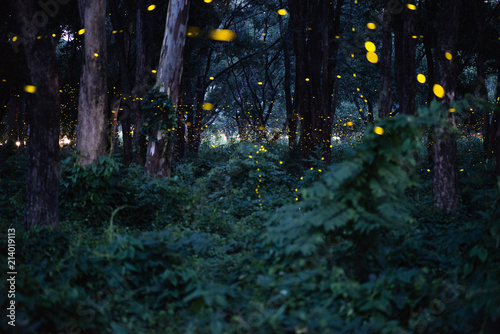 Abstract and magical image of Firefly flying in the night forest in Thailand, long exposure with grain.