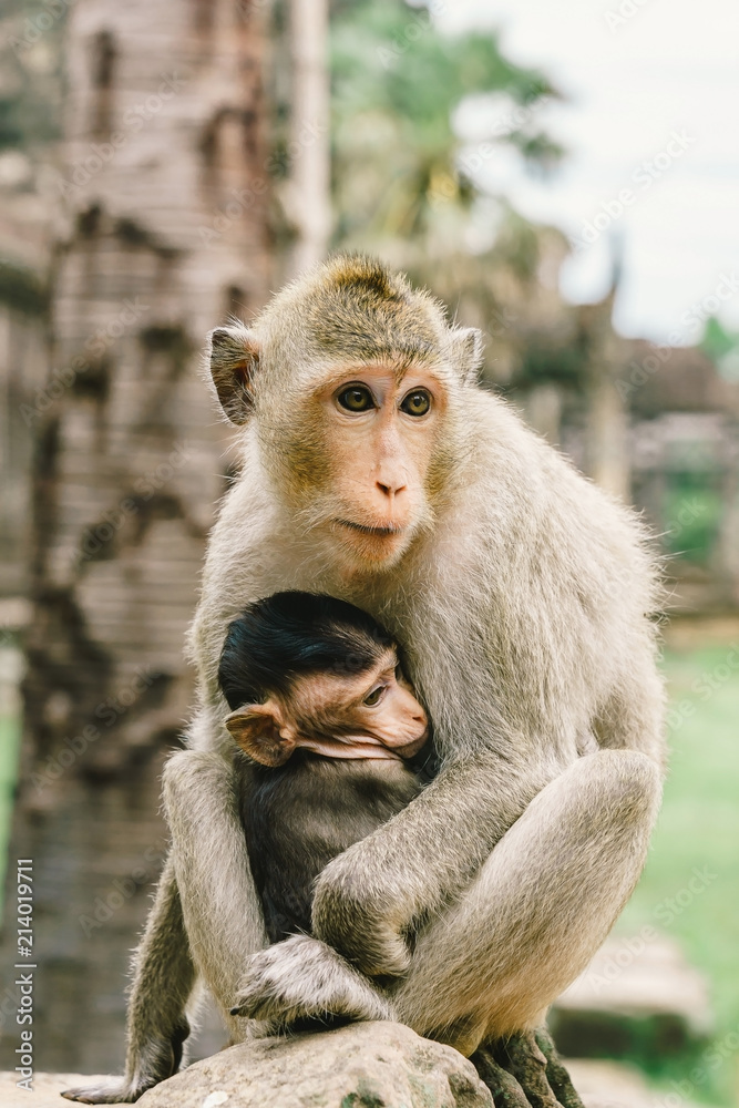 Mother monkey and son at Angkor Wat in Cambodia