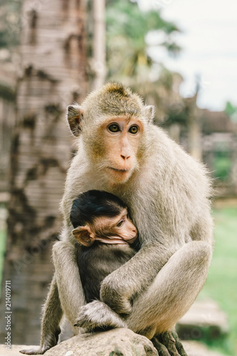 Mother monkey and son at Angkor Wat in Cambodia © navintar
