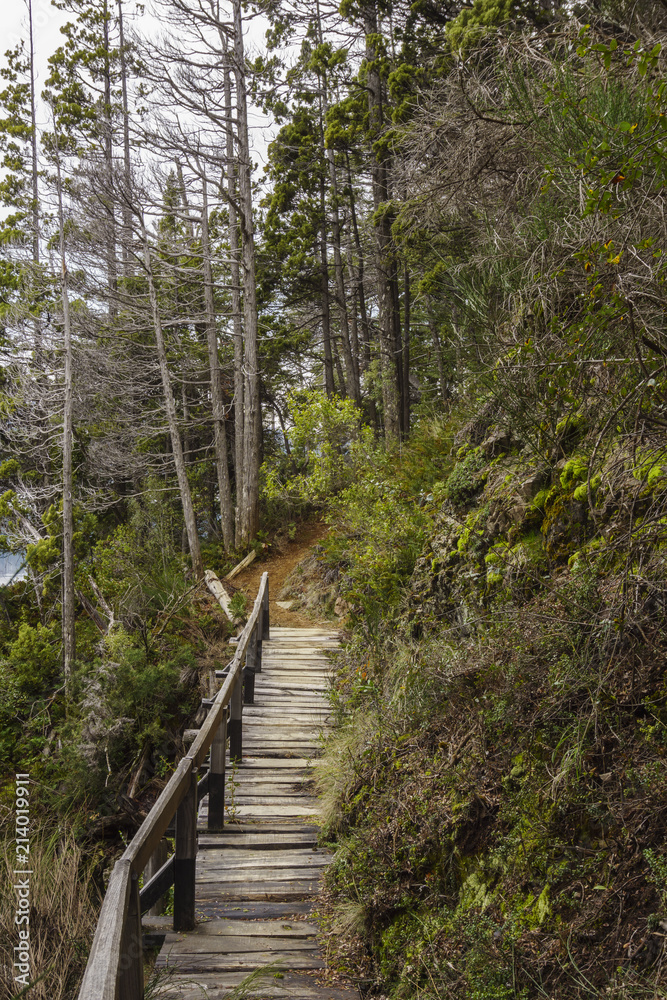 Fototapeta premium Wooden Bridge In The Forest