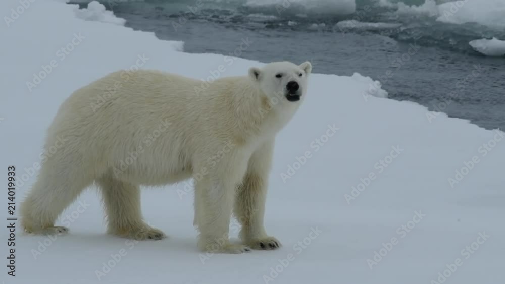 Polar bear walking in an arctic. Polar bear walking in an arctic.