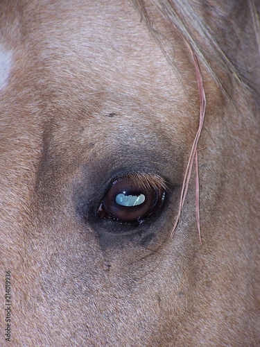 Horse Eye © Pat Westerman