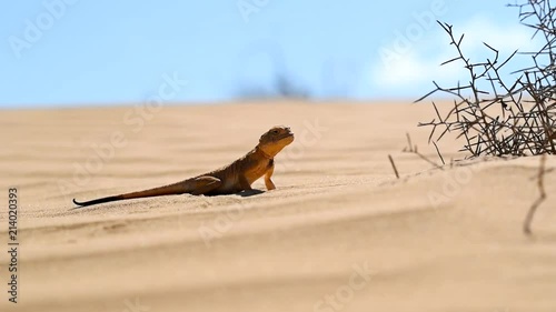 Spotted toad-headed Agama on sand close