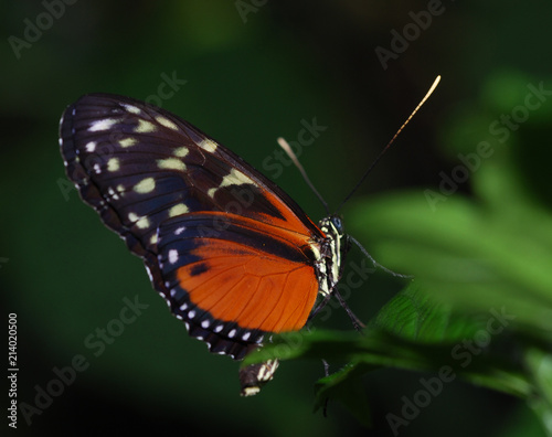 Butterfly on flower