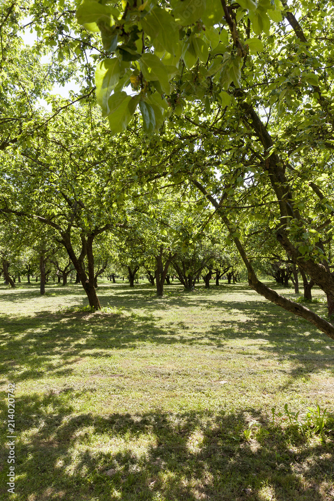 row of trees row of trees