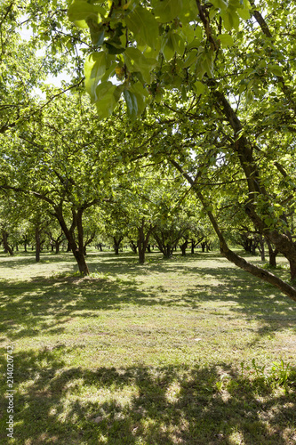 row of trees