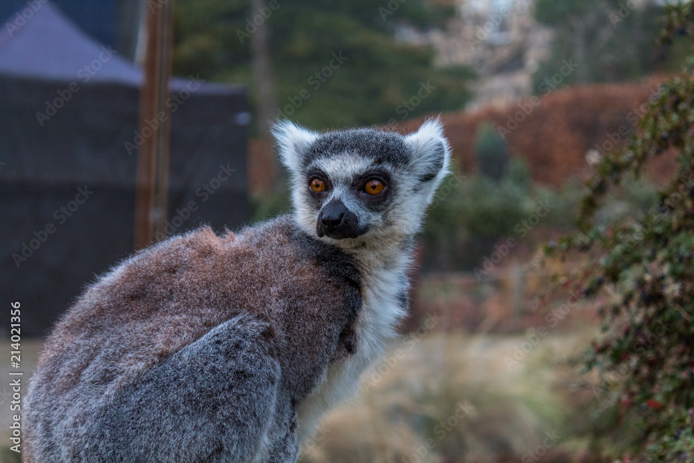 Fototapeta premium Edinburgh Lemur