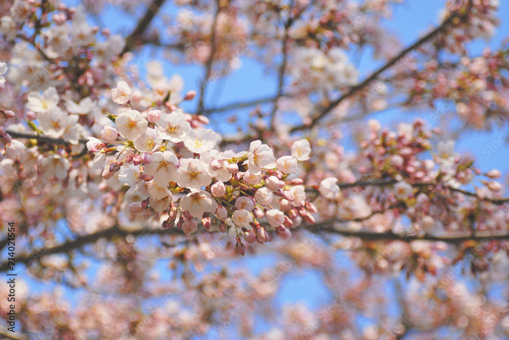 Fototapeta premium 桜 空 素材