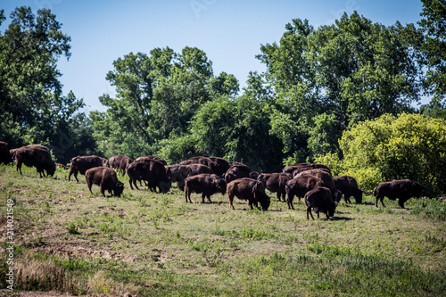 Fototapeta Naklejka Na Ścianę i Meble -  American Bison on the Plains