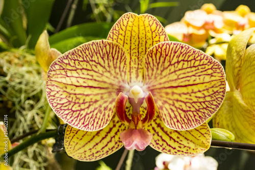 Yellow and Red Orchid