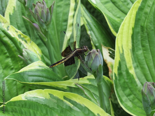 A female widow skimmer dragonfly (Libellula luctuosa) perched on a plant