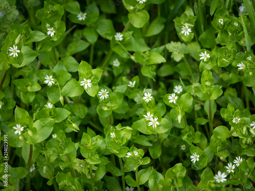 A group of common chickweed with small white blossoms photo