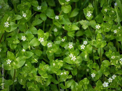 A group of common chickweed with small white blossoms