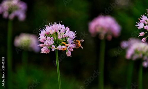 Close up view of bee pollinating chive blossoms along the Chicago riverwalk garden in downtown Chicago Loop.