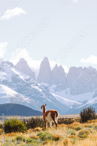One adult brown lama (alpaca) stands and looks at the mountains. Torres del Paine
