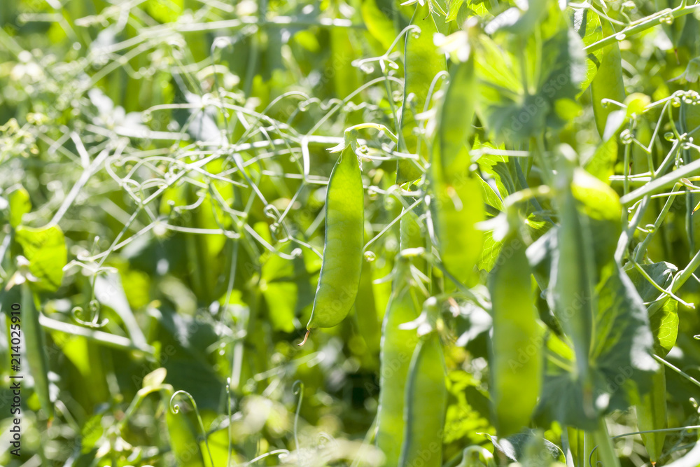 pea field pea field