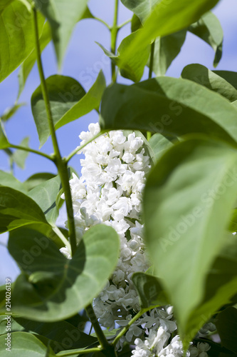 white lilac